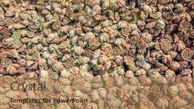  Presentation with seed - Slides enhanced with stacks-of-dry-seed-pod background and a coral colored foreground