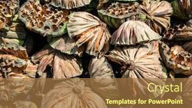  Presentation with seed - Audience pleasing theme consisting of stacks-of-dry-seed-pod backdrop and a coral colored foreground