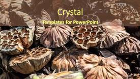  Presentation with seed - Beautiful slide set featuring stacks-of-dry-seed-pod backdrop and a tawny brown colored foreground