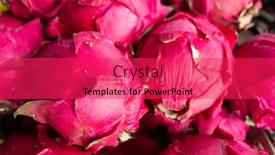  Presentation with pitaya - Slide set enhanced with stacks-of-pitaya-fruits background and a red colored foreground