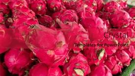  Presentation with pitaya - Amazing slide deck having stacks-of-purple-pitaya-fruits backdrop and a red colored foreground