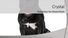  Presentation with old - Audience pleasing slides consisting of staffordshire bull terrier 9 months backdrop and a light gray colored foreground
