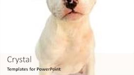  Presentation with puppy - Audience pleasing slides consisting of staffy - staffordshire bull terrier dog puppy backdrop and a lemonade colored foreground