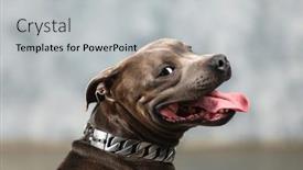  Presentation with studio - Colorful slide set enhanced with staffordshire-bull-terrier-dog-studio backdrop and a light gray colored foreground