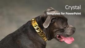 Presentation with american bull dog - Slide deck having staffordshire-bull-terrier-dog-studio background and a dark gray colored foreground