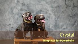  Presentation with studio - Audience pleasing PPT theme consisting of staffordshire-bull-terrier-dog-studio backdrop and a tawny brown colored foreground