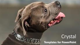  Presentation with studio - Beautiful slide deck featuring staffordshire-bull-terrier-dog-studio backdrop and a dark gray colored foreground