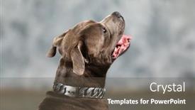  Presentation with studio - Presentation theme enhanced with staffordshire-bull-terrier-dog-studio background and a dark gray colored foreground