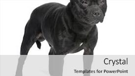  Presentation with pit bull - Presentation theme consisting of staffordshire bull terrier in front background and a light gray colored foreground