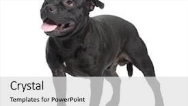  Presentation with pit bull - Presentation theme with staffordshire bull terrier in front background and a light gray colored foreground