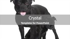 Presentation with pit bull - Cool new slides with staffordshire bull terrier in front backdrop and a gray colored foreground