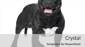  Presentation with pit bull - Amazing PPT theme having staffordshire bull terrier in front backdrop and a light gray colored foreground