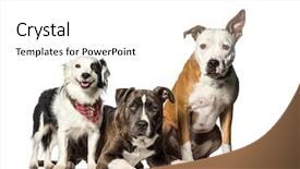  Presentation with border springs of lavander - Colorful presentation design enhanced with staffordshire bull terrier mixed-breed backdrop and a white colored foreground