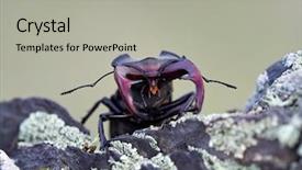  Presentation with beetles rhinoceros beetle rhino beetle - Colorful slide deck enhanced with stag beetle - lucanus cervus backdrop and a light gray colored foreground