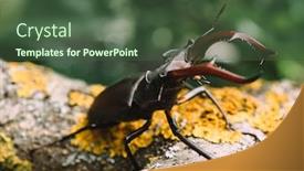  Presentation with natural - Cool new theme with stag-beetle-bug-at-natural backdrop and a tawny brown colored foreground