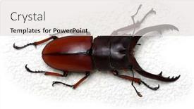  Presentation with monarch butterfly isolated on white - Colorful presentation theme enhanced with stag-beetle-isolated-on-white backdrop and a light gray colored foreground