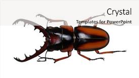  Presentation with brown sugar isolated on white - Presentation theme enhanced with stag beetle isolated on white background and a white colored foreground