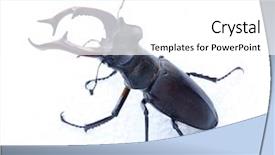  Presentation with stag party - Presentation theme enhanced with stag beetle lucanus cervus isolated background and a white colored foreground