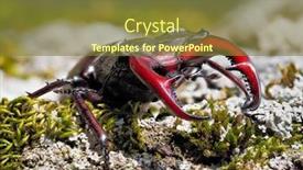  Presentation with natural - Presentation design enhanced with stag beetle - lucanus cervus background and a tawny brown colored foreground