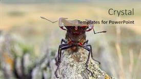  Presentation with natural - Beautiful PPT theme featuring stag-beetle-lucanus-cervus backdrop and a soft green colored foreground