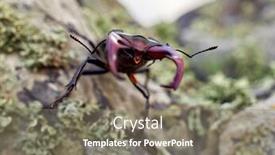  Presentation with natural - Colorful PPT theme enhanced with stag-beetle-lucanus-cervus backdrop and a gray colored foreground