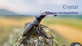  Presentation with natural - Amazing PPT theme having stag-beetle-lucanus-cervus backdrop and a sky blue colored foreground