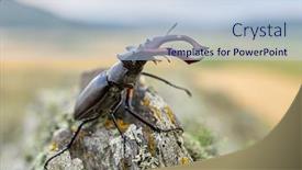  Presentation with natural - Slide deck having stag-beetle-lucanus-cervus background and a light blue colored foreground