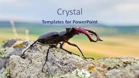  Presentation with natural - Slide deck featuring stag-beetle-lucanus-cervus background and a sky blue colored foreground