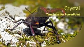  Presentation with natural - PPT theme with stag-beetle-lucanus-cervus background and a tawny brown colored foreground