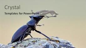  Presentation with natural - PPT theme consisting of stag-beetle-lucanus-cervus background and a light gray colored foreground