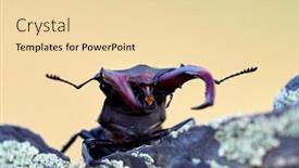  Presentation with beetles rhinoceros beetle rhino beetle - Amazing slide deck having stag-beetle-lucanus-cervus backdrop and a lemonade colored foreground