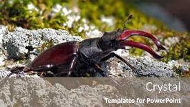  Presentation with natural - Beautiful PPT layouts featuring stag-beetle-lucanus-cervus backdrop and a gray colored foreground