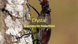  Presentation with natural - Slide deck with stag-beetle-lucanus-cervus background and a coral colored foreground