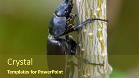 Presentation with natural - PPT theme featuring stag-beetle-lucanus-cervus background and a tawny brown colored foreground