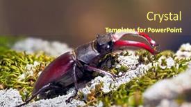  Presentation with natural - Beautiful PPT theme featuring stag-beetle-lucanus-cervus backdrop and a tawny brown colored foreground