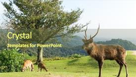  Presentation with deer - Colorful theme enhanced with stag-deer-in-mount-wakakusa backdrop and a tawny brown colored foreground