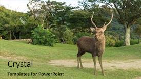  Presentation with deer - Colorful PPT theme enhanced with stag deer in mount wakakusa backdrop and a yellow colored foreground