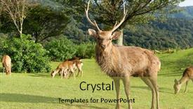  Presentation with deer - Audience pleasing PPT layouts consisting of stag deer in mount backdrop and a yellow colored foreground