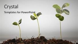 Presentation with stage - PPT layouts featuring stages growth - plant is growing in different background and a light gray colored foreground