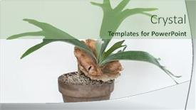  Presentation with fern - Theme enhanced with staghorn-fern-in-brown-clay background and a mint green colored foreground