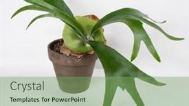  Presentation with fern - PPT layouts having staghorn-fern-with-new-green background and a seafoam green colored foreground
