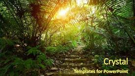  Presentation with mangrove forest mangrove in asia - Presentation theme with stairs in a tropical forest background and a tawny brown colored foreground