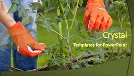  Presentation with tomato plant - Cool new presentation with staking cocktail tomato plants gardening backdrop and a tawny brown colored foreground