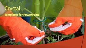  Presentation with tomato plant - Audience pleasing presentation consisting of staking cocktail tomato plants gardening backdrop and a tawny brown colored foreground