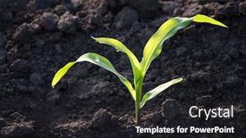  Presentation with corn field - Cool new PPT theme with stalk-of-young-corn-sprouted backdrop and a dark gray colored foreground