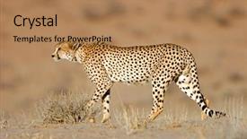  Presentation with south africa - Amazing PPT theme having stalking cheetah acinonyx jubatus kalahari backdrop and a coral colored foreground