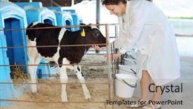  Presentation with cow cute - Colorful slide set enhanced with stall in big cow farm backdrop and a coral colored foreground