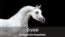  Presentation with stallion - Amazing presentation theme having stallion - arabian horse portrait isolated backdrop and a dark gray colored foreground
