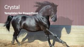  Presentation with stallion - Amazing slides having stallion - beautiful black andalusian horse running backdrop and a gray colored foreground