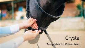  Presentation with stallion - Colorful presentation theme enhanced with stallion - female rider keeps the horse backdrop and a lemonade colored foreground